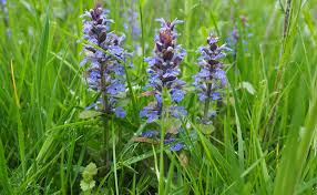 Ajuga reptans dans son milieu naturelle