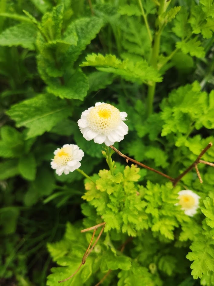Tanacetum