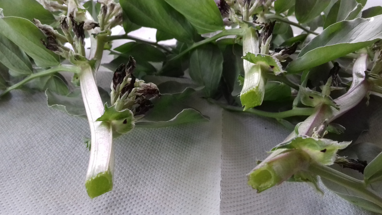 Glycyrrhiza glabra L. ???