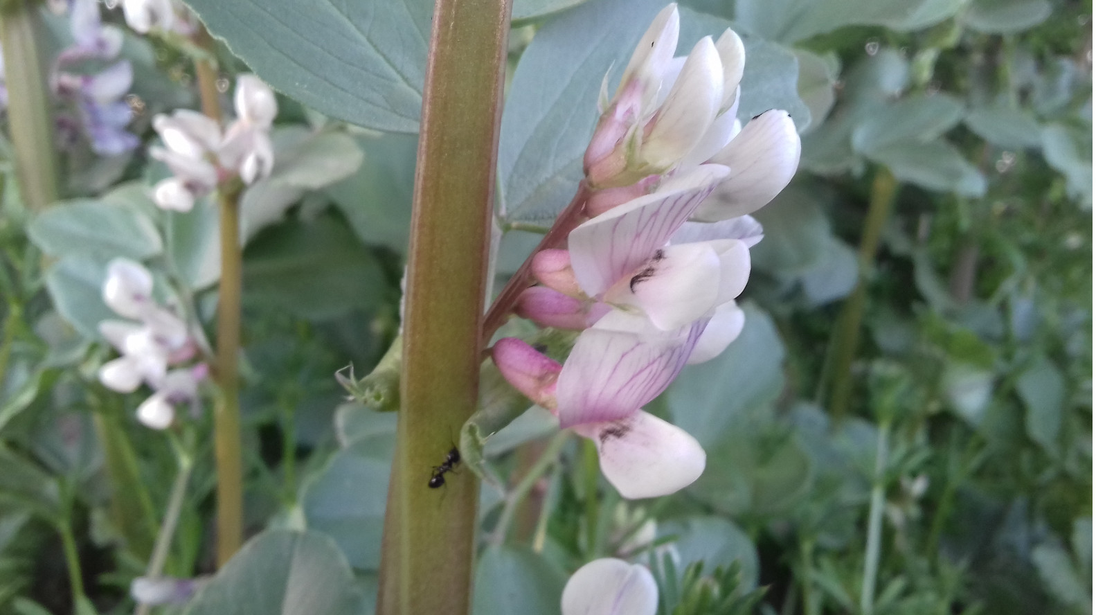 Glycyrrhiza glabra L. ??? -