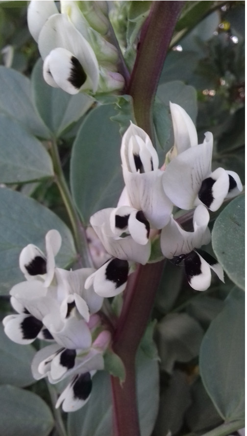 Glycyrrhiza glabra L. ???