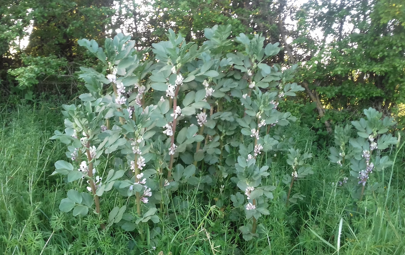 Glycyrrhiza glabra L. ???