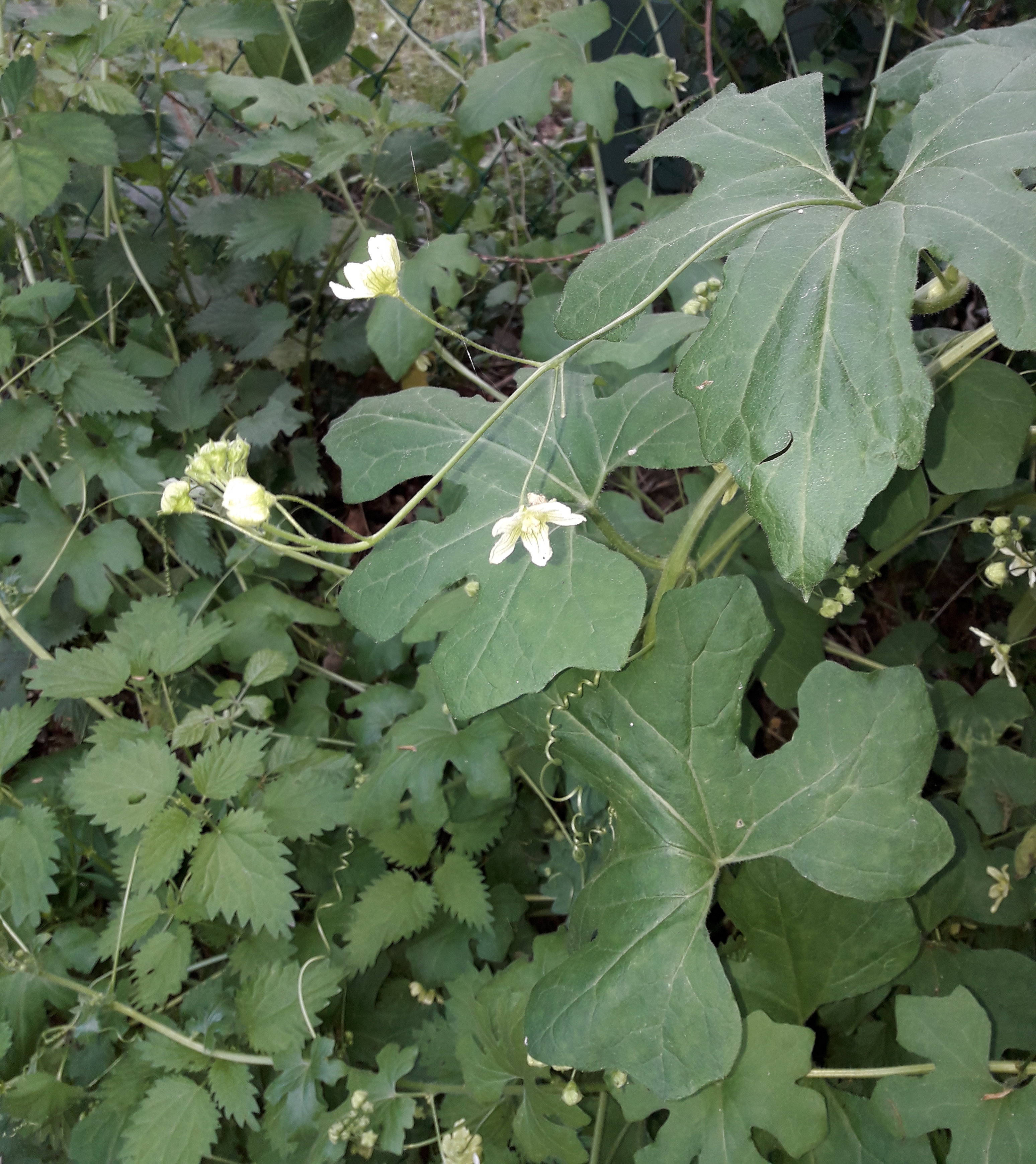 Bryone dioïque ensemble