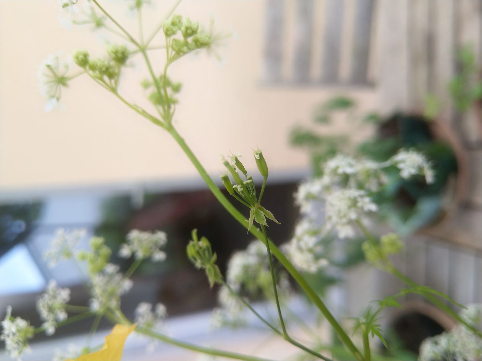fruit de l'ombellifère