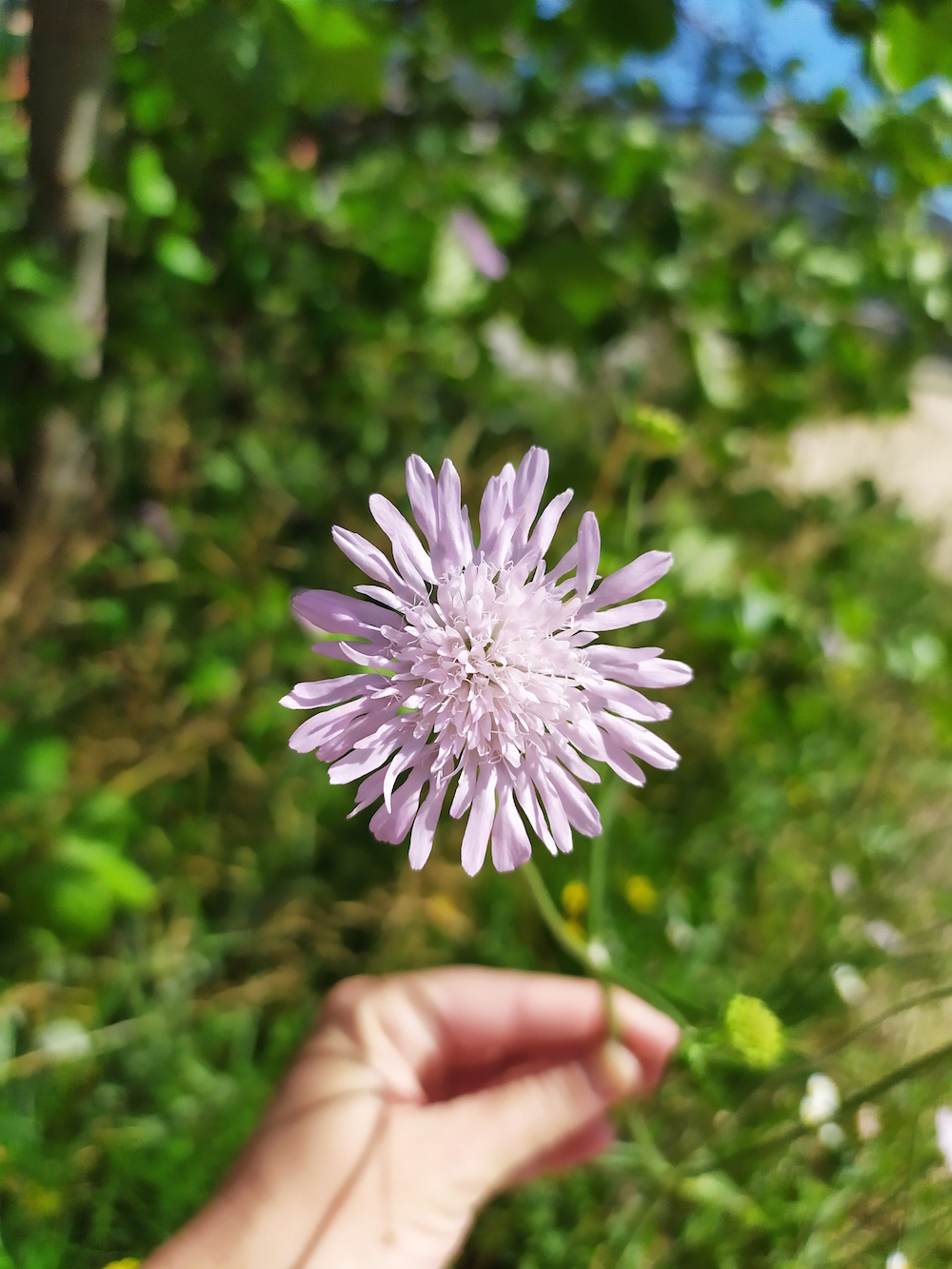 Knautia arvensis