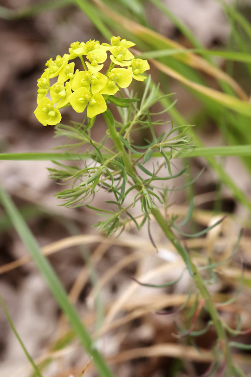 Euphorbia cyparissias