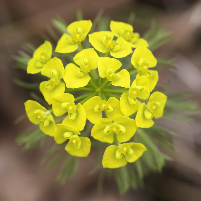 Euphorbia cyparissias
