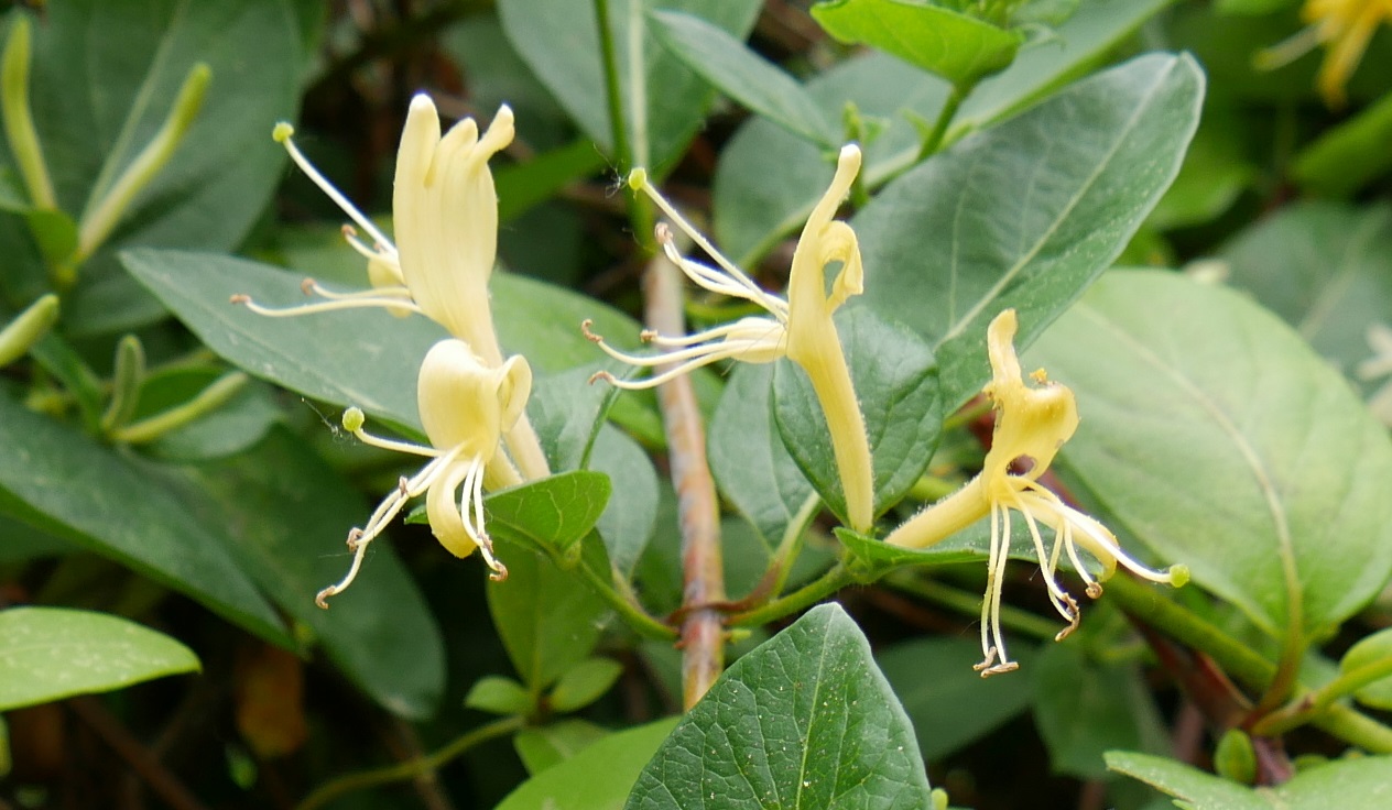 Chèvrefeuille à déterminer