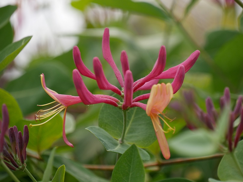 Chèvrefeuille à déterminer