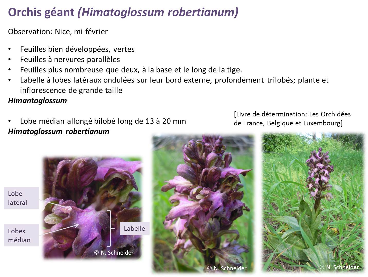orchis géant