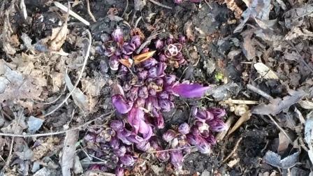 Annexe Lathrée clandestine Lathraea clandestina L. 2019-03-27 17.14.48 Comp.jpg