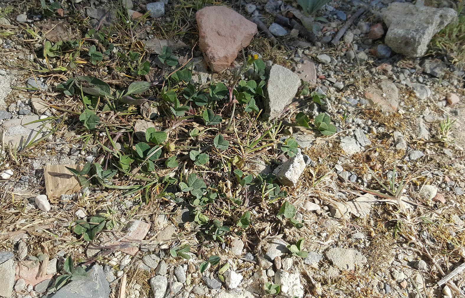 Annexe favorisation.jpg