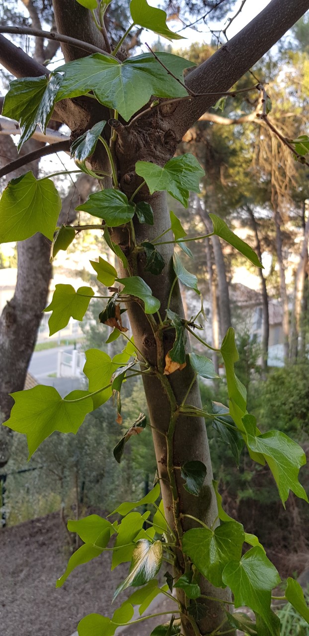 Annexe thumbnail_20200410_180558.jpg