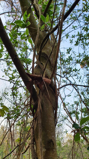 Annexe Chèvrefeuille des bois sur Erable sycomore.jpg