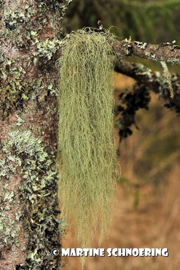 Annexe usnee barbue.jpg