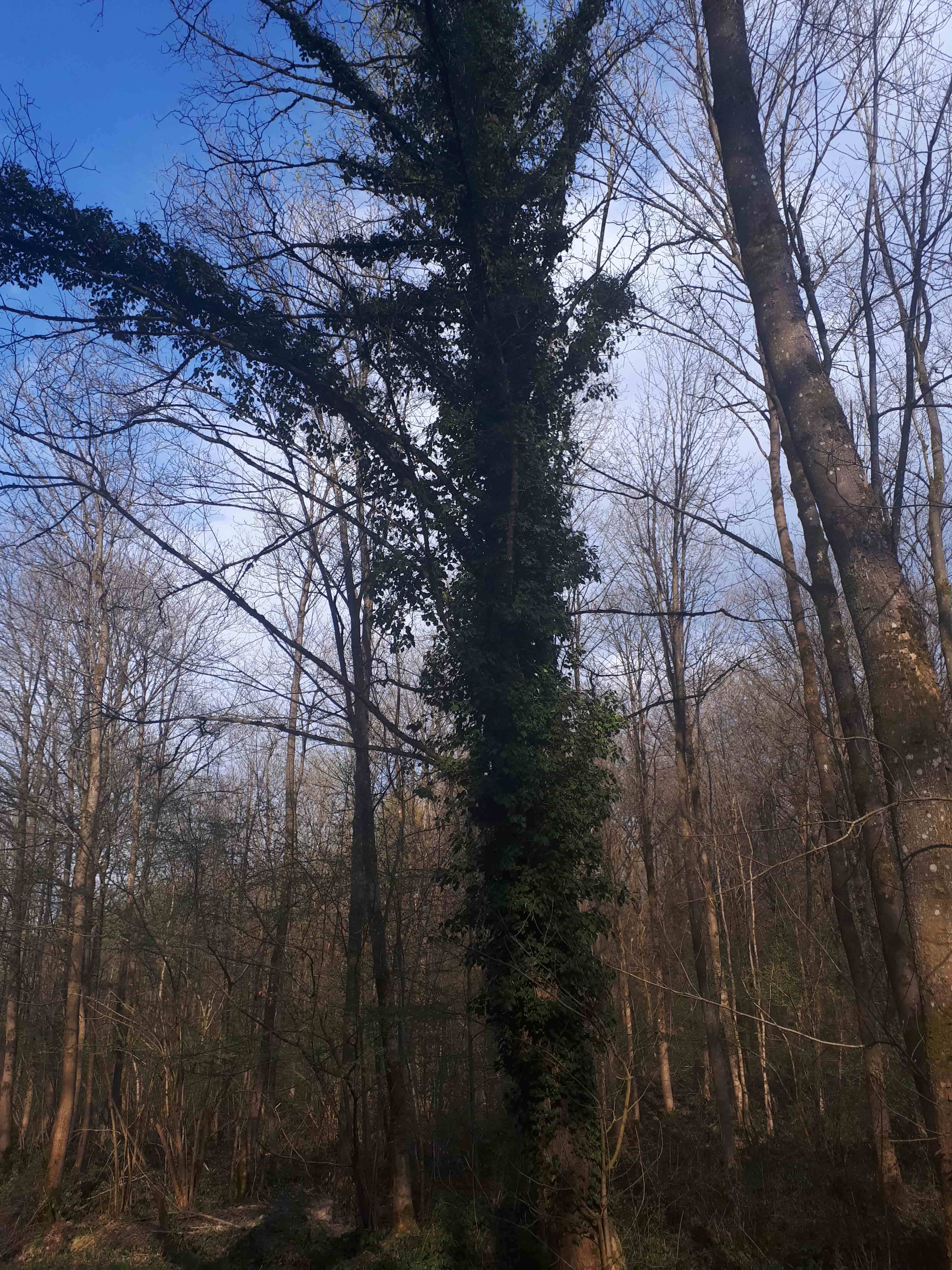 Annexe 20200412_175606-min.jpg