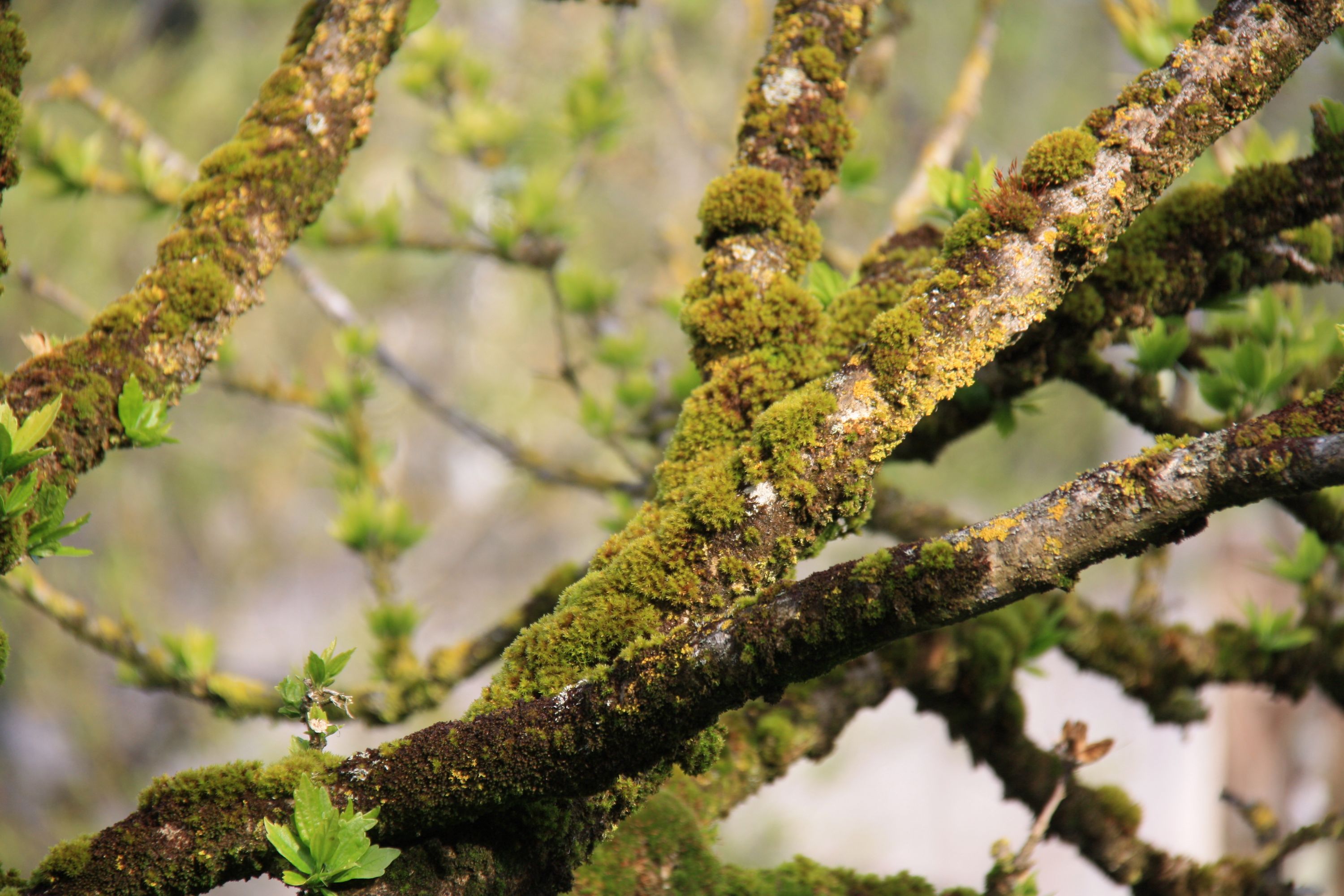 Annexe mousses -1mo.JPG