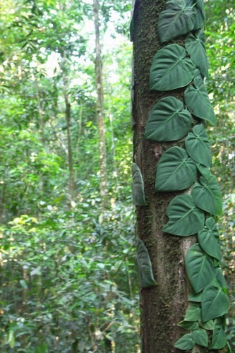 Annexe 90_Plante__piphyte.JPG