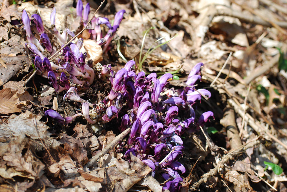 Annexe DSC_0069 (2)clandestine.jpg