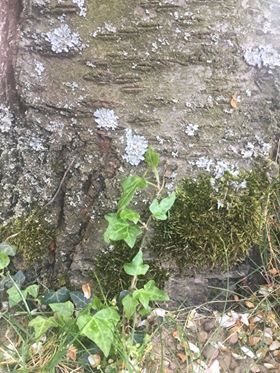 Annexe 93845675_919108951895710_5332306317228900352_n.jpg