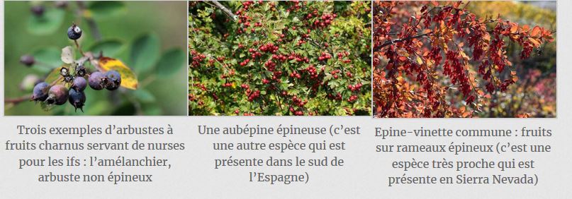 Annexe Mutualisme avec lIf.JPG