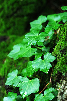 Annexe 220px-Lierre.JPG