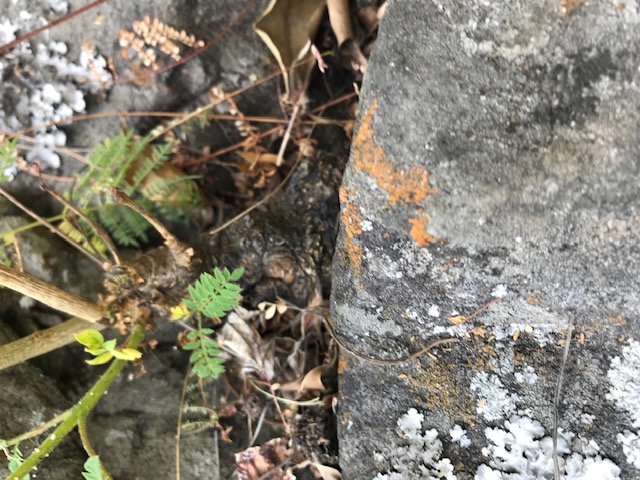 Annexe IMG_3867-1.JPG