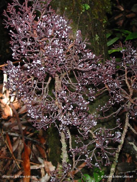 Annexe Parasitaxus usta.jpg