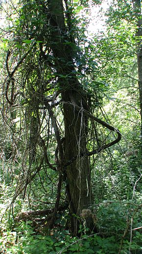 Annexe Îles_aux_raisins_ou_îles_Boucherville_Canada.jpg