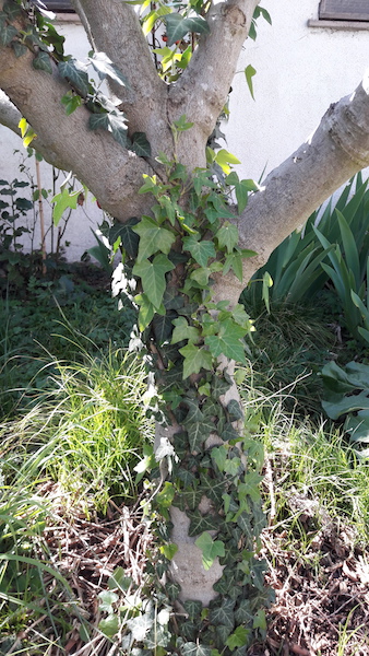 Annexe 20200414_143306.jpg