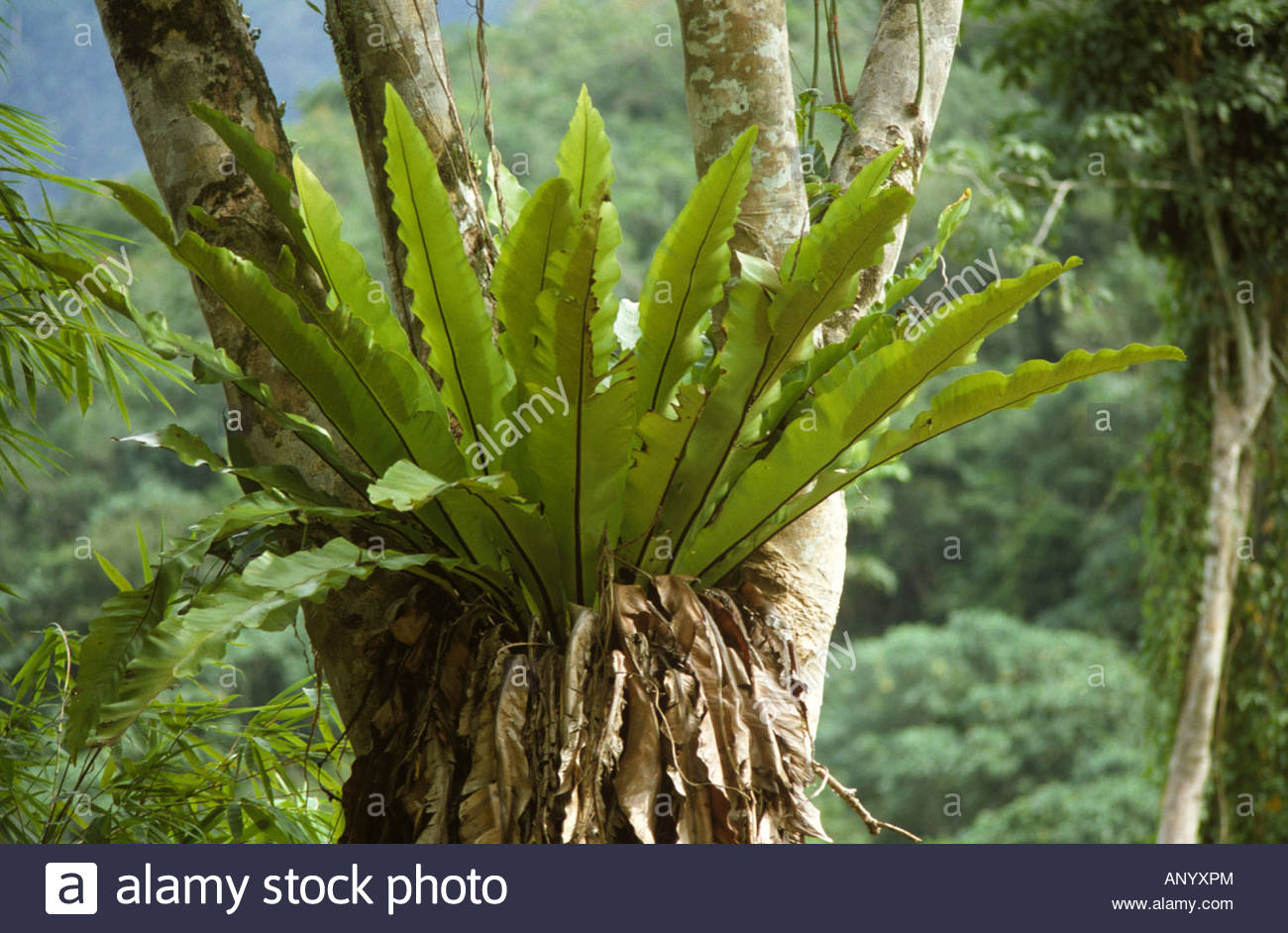 Annexe Fougère nid doiseau .jpg