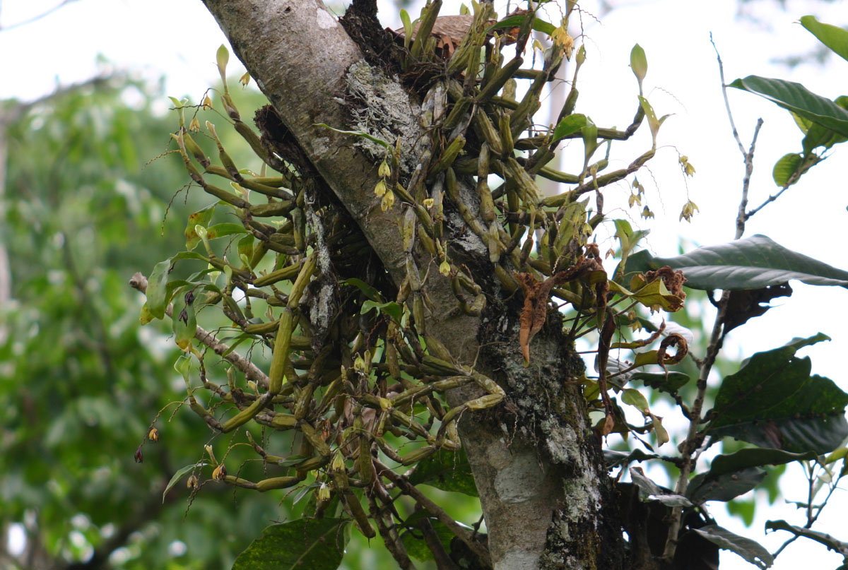 Annexe Orchidée en milieu naturel.jpg