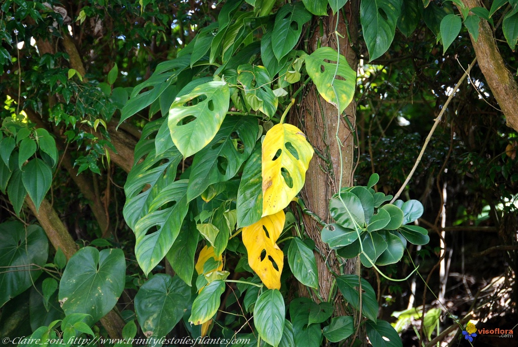 Annexe Philodendron en milieu naturel.jpg