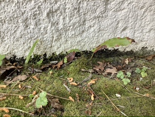 Annexe 67D26B83-D67F-4DA8-BD24-41116CBF1E95.jpeg