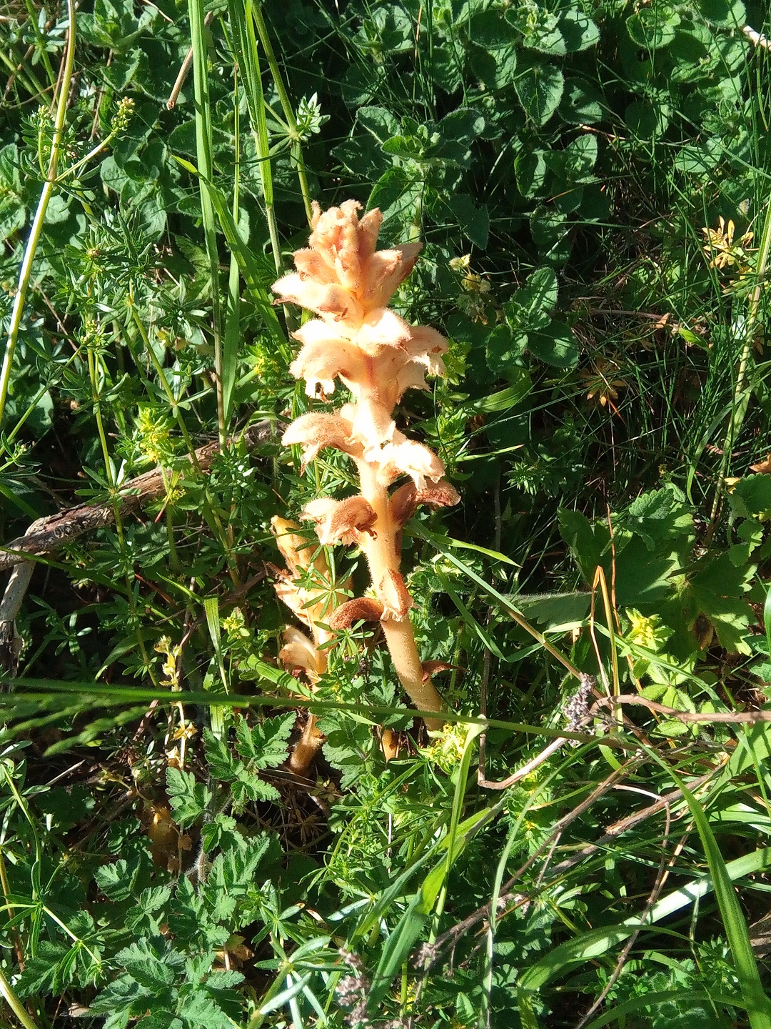 Annexe IMG_20200414_182253.pt.jpg