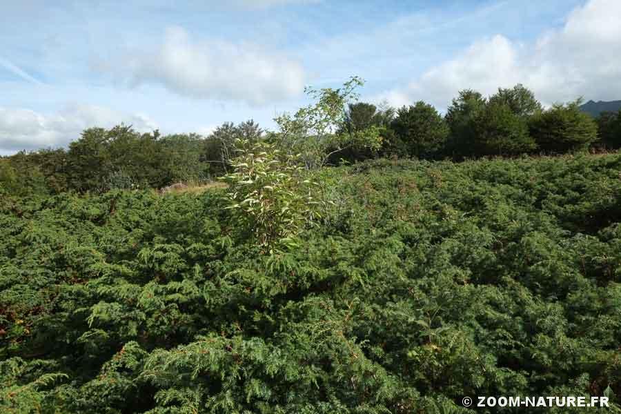 Annexe Eglantier et sureau.jpg