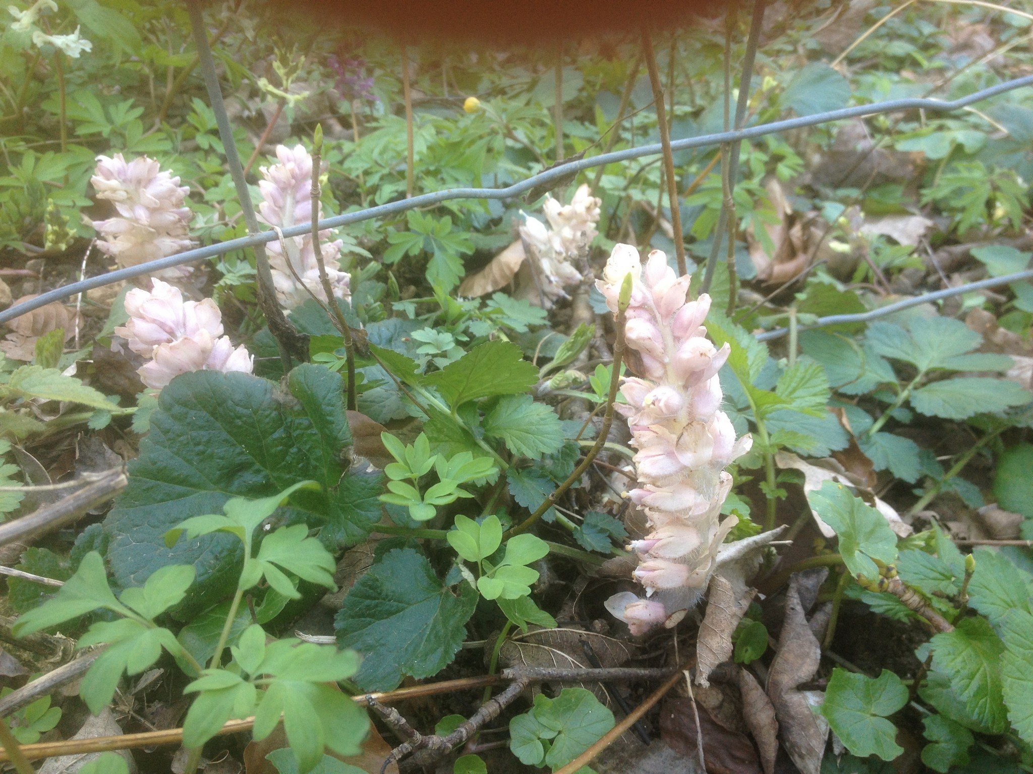 Annexe lathree ecailleuse.jpg