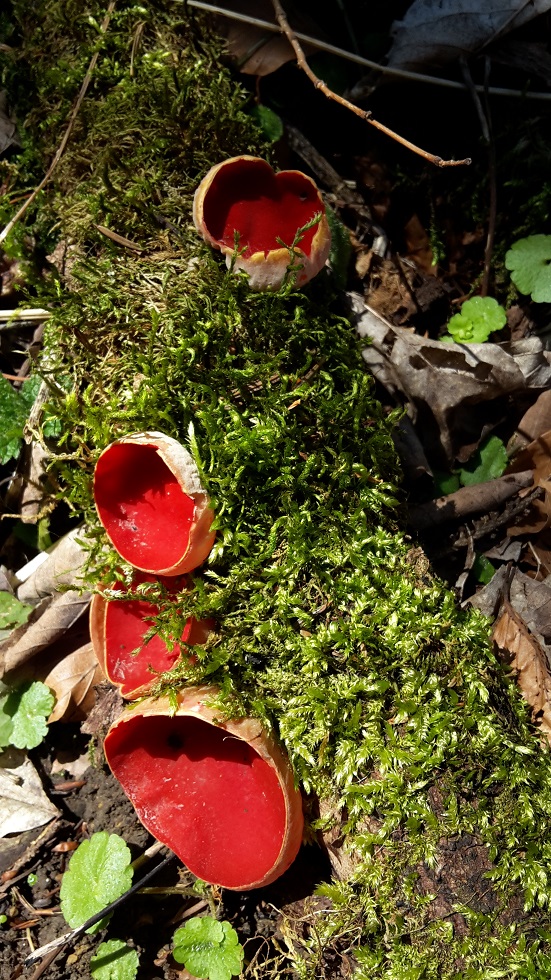 Annexe 20200315_120333.jpg