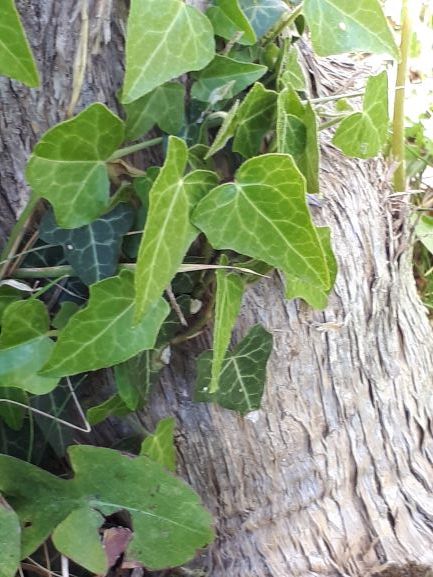 Annexe Lierre Xn view.jpg