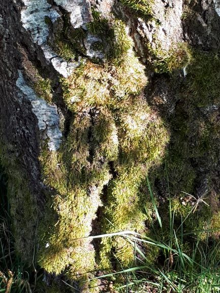 Annexe Mousse Xn view.jpg