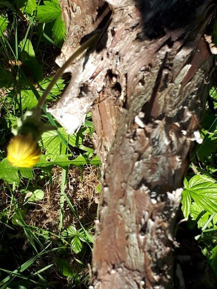 Annexe Pissenlit Xn view.jpg