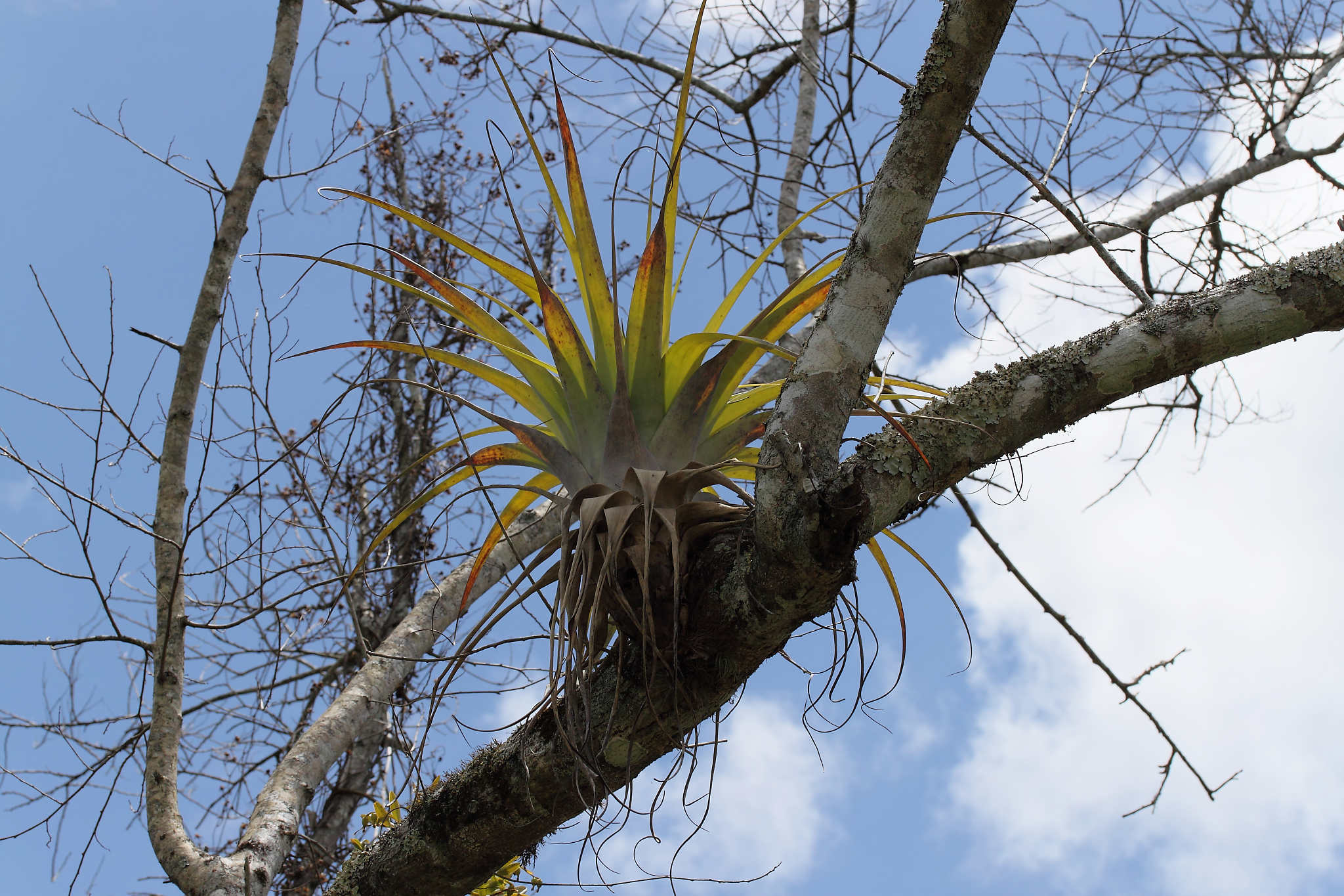 Annexe CUBA_2010_04_VINALES-31_DxO.jpg