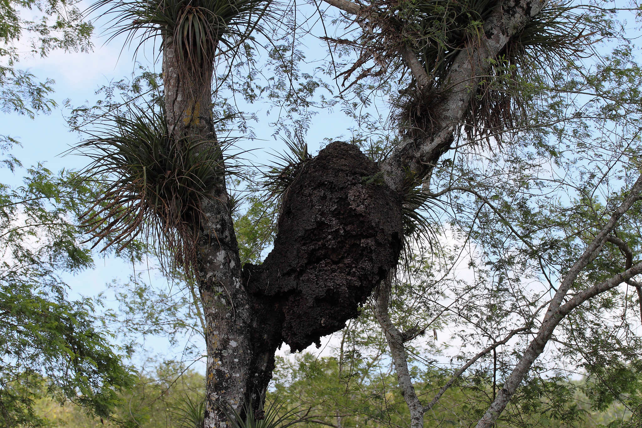 Annexe CUBA_2010_04_VINALES-33_DxO.jpg