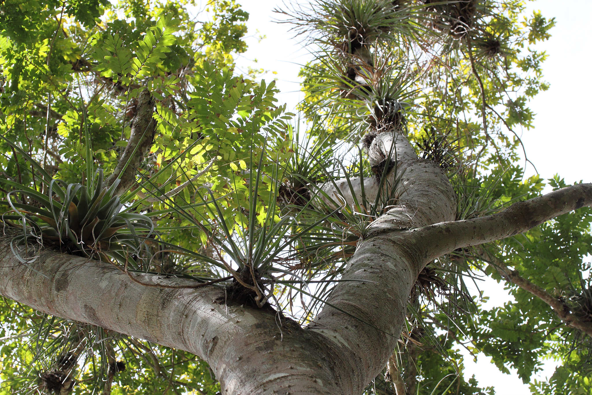 Annexe CUBA_2010_04_VINALES-75_DxO.jpg