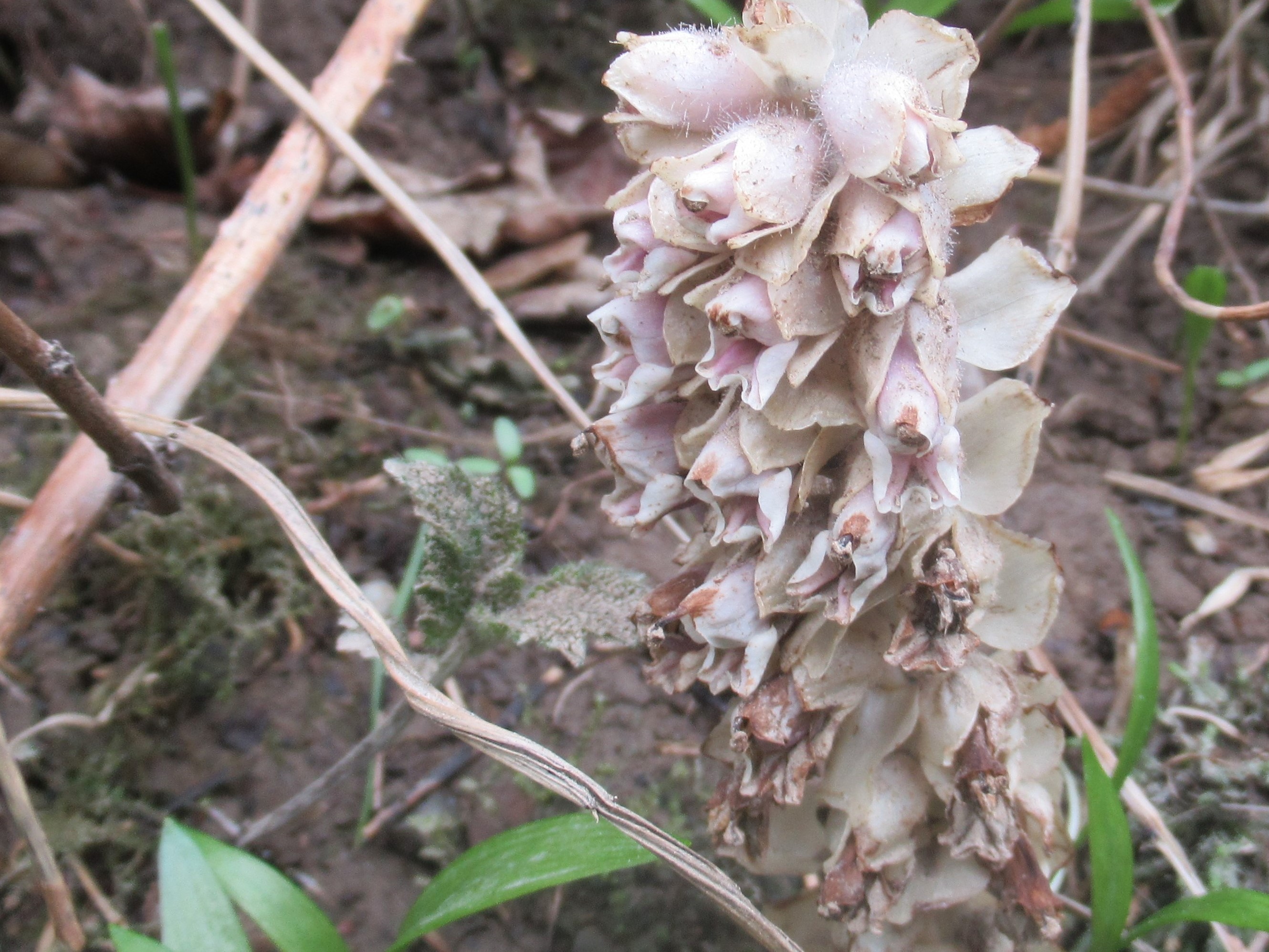 Annexe Lathrée écailleuse (3).JPG