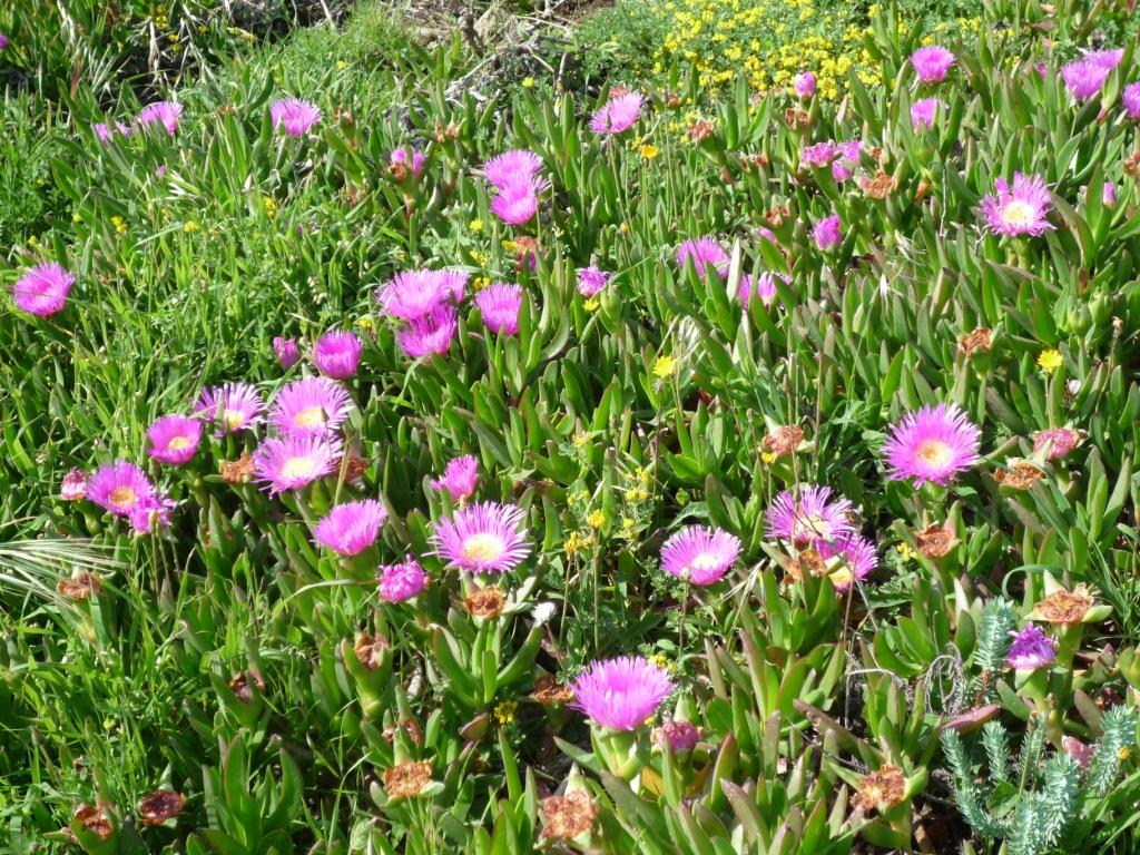 Annexe P1060695_compressée.JPG