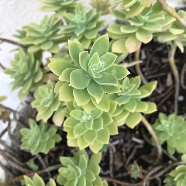 Annexe Sedum-palmeri-en-saison-chaude.jpg