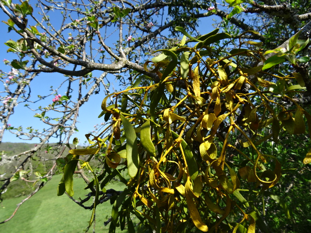 Annexe gui pommier 2.JPG