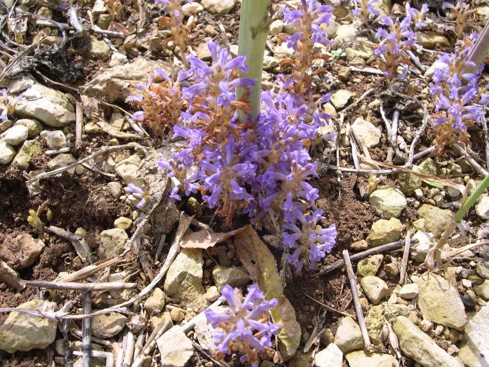Annexe Orobanche rameuse.jpg