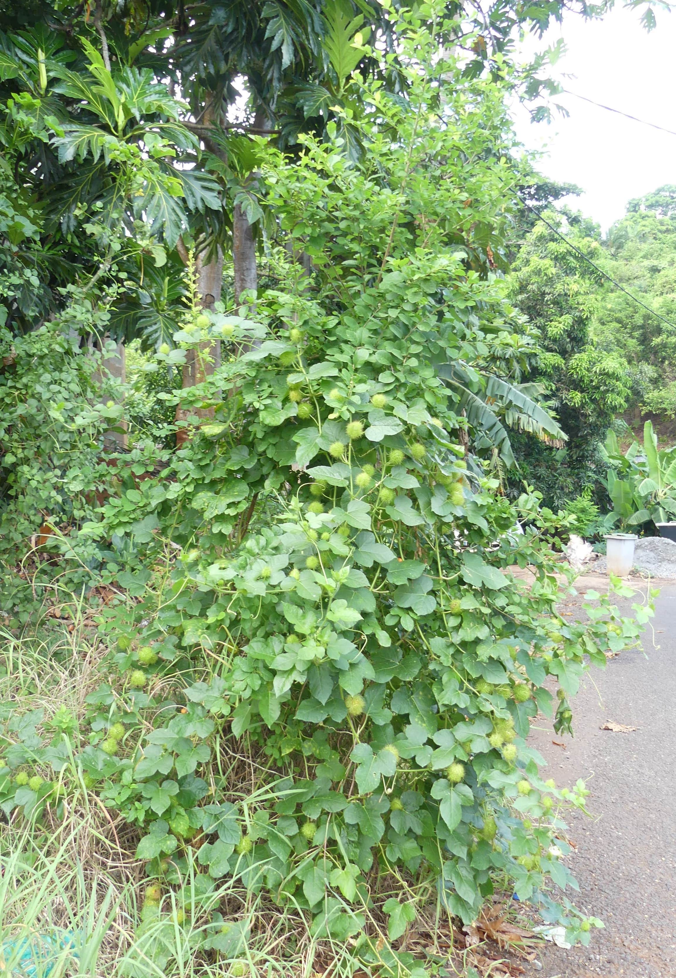 Annexe Passiflora foetida-min.JPG